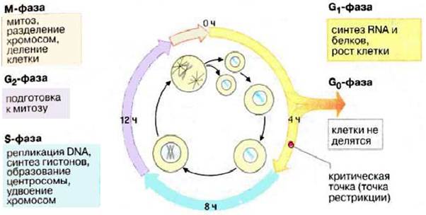 Клітинний цикл
