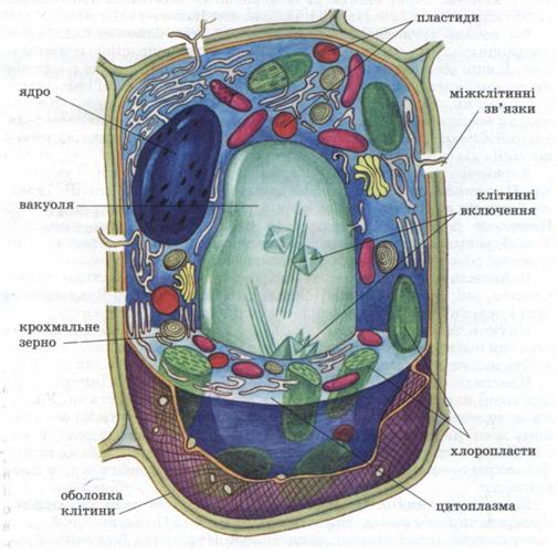 Реферат: Будова і значення ядра в клітині Типи поділу рослинних клітин