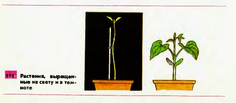 Растения выращенные на свету