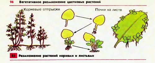 Вегетативное размножение растений корнями и листьями