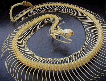 Скелет змії
