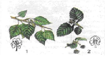 Файл:Мал. 10. Рослини порядків Березоцвіті (1) і Букоцвіті (2).jpg