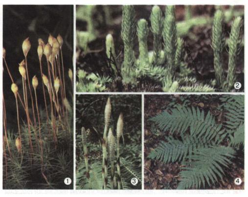 Різноманітність вищих спорових рослин: мохи (1), плауни (2), хвощі (3), папороті (4). фото