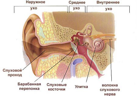 строение слухового анализатора. фото