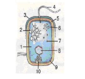 Схема будови клітини бактерії: