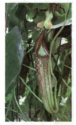 Непентес - комахоїдна рослина. фото