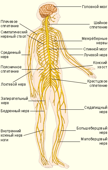 Нервная система человека. фото