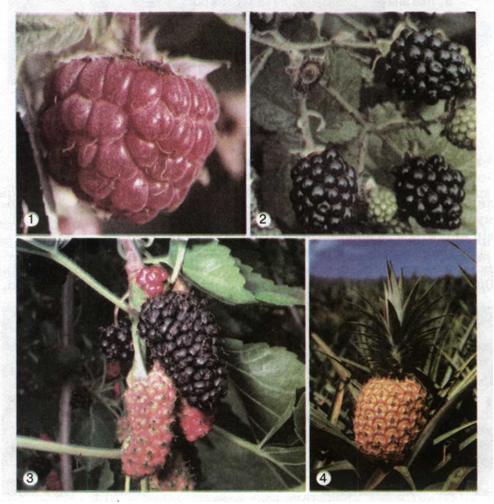 Мал. 113. Збірний плід малини (1) та ожини (2). Супліддя шовковиці (3) і ананаса(4).jpg