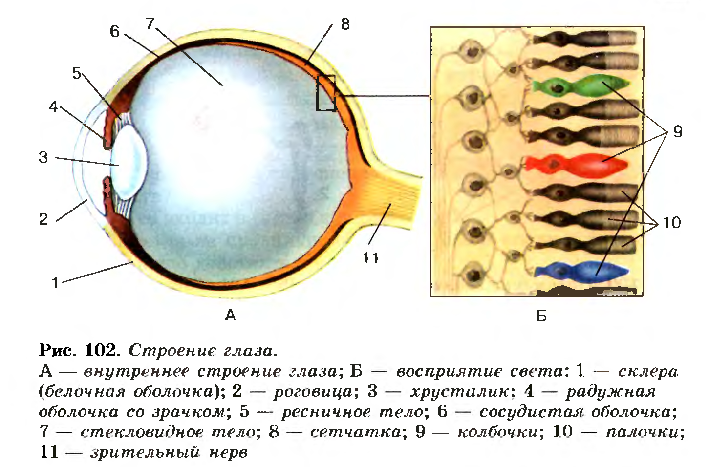 Контрольная работа по теме Гистологическое строение глаза человека