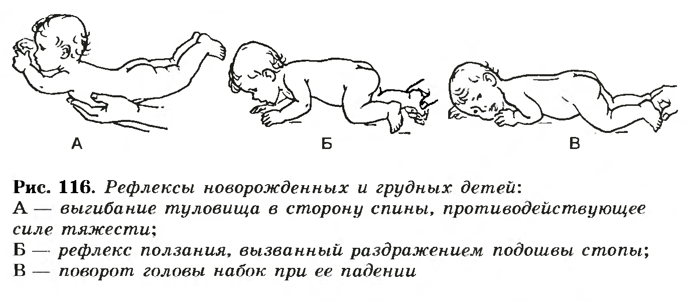 Рефлексы новорожденных и грудных детей