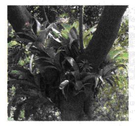 Бромелія на стовбурі тропічного дерева . фото