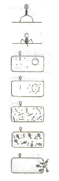 Схема проникнення бактеріофага в бактеріальну клітину і вихід із неї новоутворених бактеріофагів