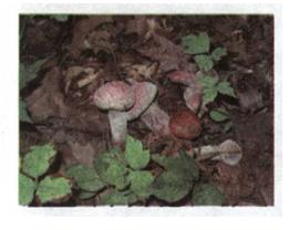 Мал. 80. Опале листя є поживою для грибів.jpg