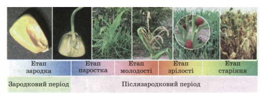Етапи розвитку рослини фото