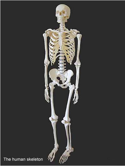 Модель людського скелета