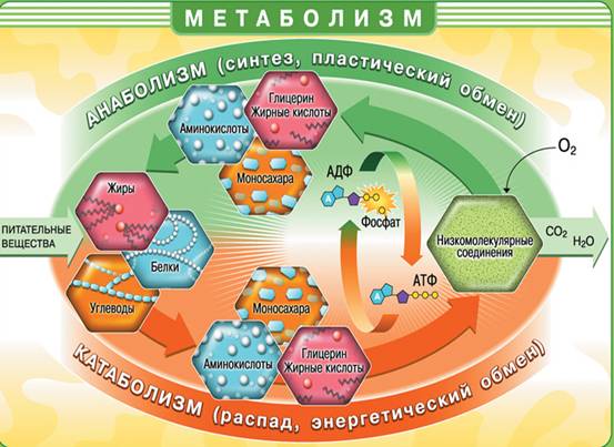 Метаболізм