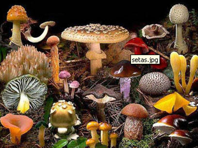 Такі різні гриби