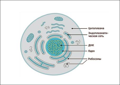 Розташування рибосом в клітині