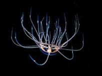 Морська отруйна медуза - крестовічок (Gonionemus).