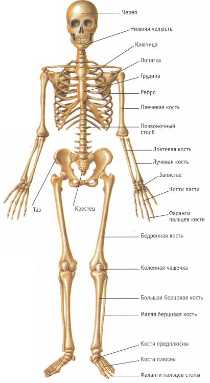 Skelet t18.jpg