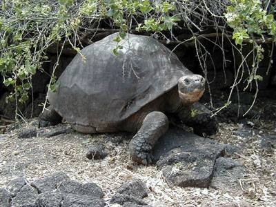 Галапагосська гігантська черепаха.
