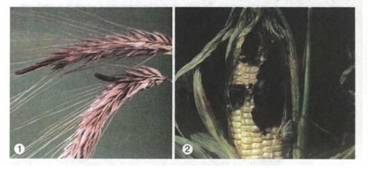 Гриби-паразити: ріжки жита (1); сажка кукурудзи (2). фото