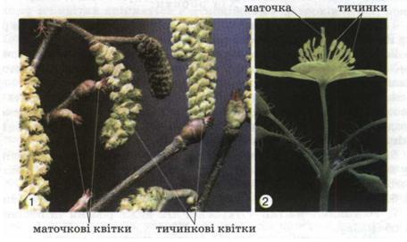 Мал. 99. Одностатеві тичинкові і маточкові квітки (1). Двостатева квітка (2).jpg
