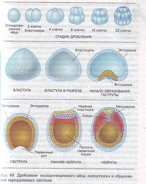 Эмбриональное развитие зародыша у ланцетника