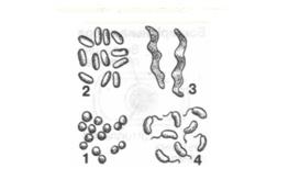 Різні форми бактерій: