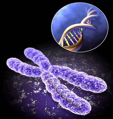 Хромосома та іі вид в ДНК