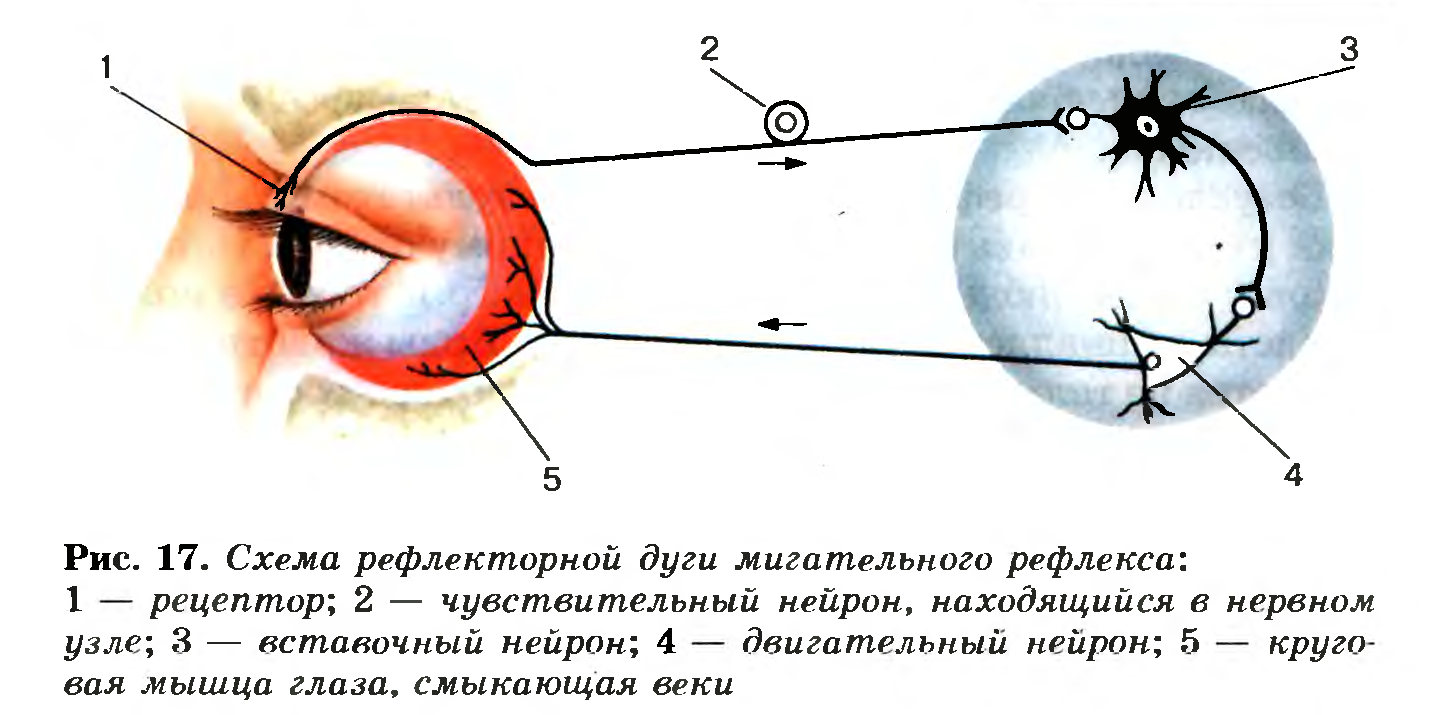 Схема рефлекторной дуги мигательного рефлекса
