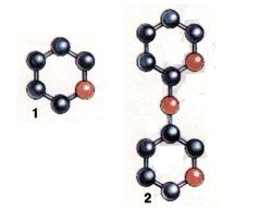 Схема будови молекул моносахариду (1) і дисахариду (2)