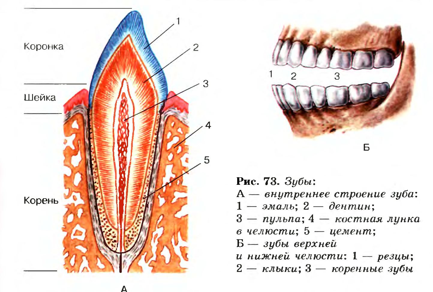 Зубной на латыни. Зубы: резцы, клыки, коренные зубы.. Строение зуба биология 8 класс биология. Строение зуба человека челюсть анатомия. Схема анатомического строения зуба.