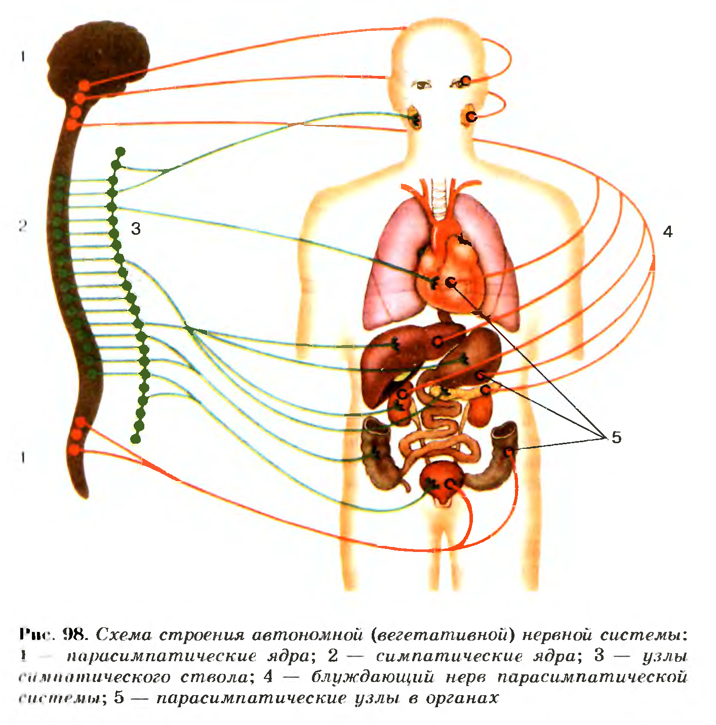 Схема автономный (вегетативный) отделы нервной системы