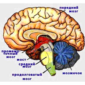 Передний мозг. фото