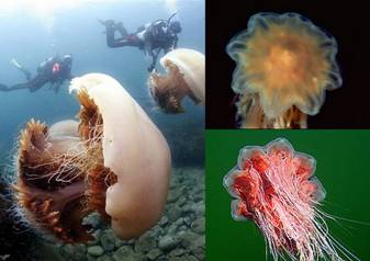Медуза Cyanea arctica