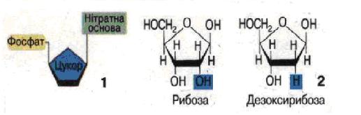 Схема будови нуклеїнової кислоти (1); формули рибози і дезоксирибози (2)