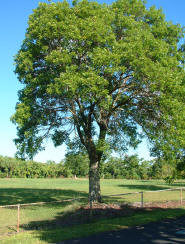 Сандалове дерево