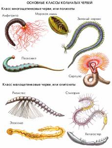 Основні класи кільчастих червів.