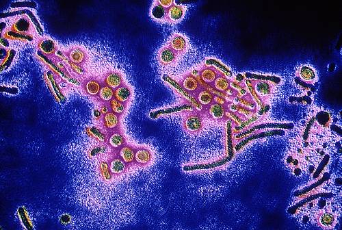 бактерия Хламидия. фото