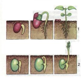Надземний (1) і підземний (2) типи проростання насіння. фото