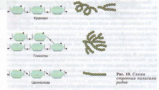 Схема строения полисахаридов
