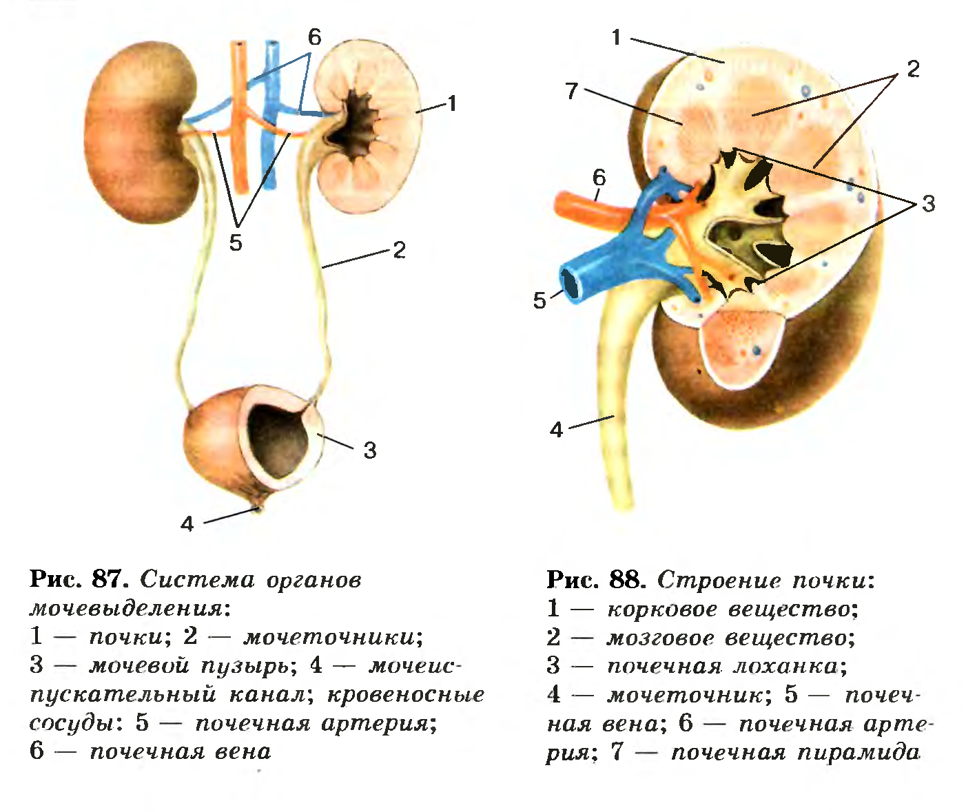 Последовательность органов мочевой системы. Выделительная система строение почки. Анатомия мочевыделительной системы строение почки. Почки и выделительная система биология 8 класс. Схема строения мочевыделительной системы человека.