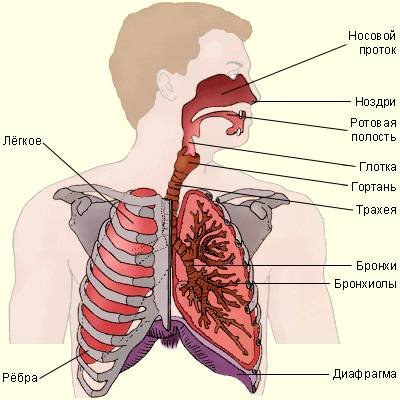 Основные органы дыхательной системы