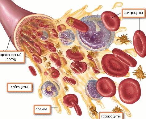 Структура и функции крови