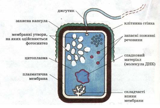 Тема 55. Загальна характеристика бактерій — Гипермаркет знаний