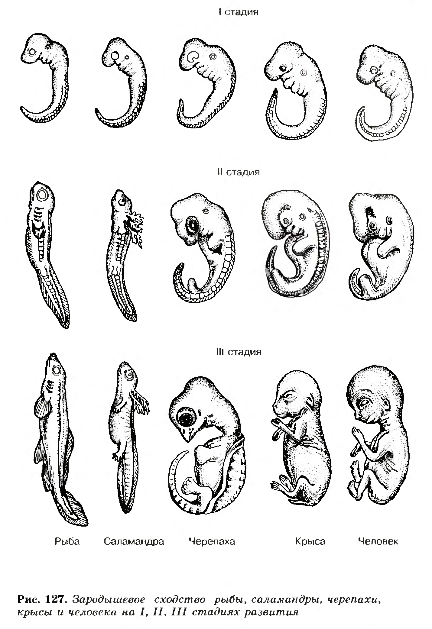 Наличие хвоста у зародыша человека на ранней. Зародыш эмбрион плод стадии. Эмбриологические доказательства сходства зародышей. Эмбриональное развитие зародышевое развитие. Стадии развития зародыша человека биология.