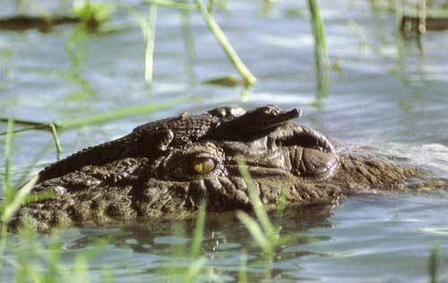 Нільський крокодил з малюками.