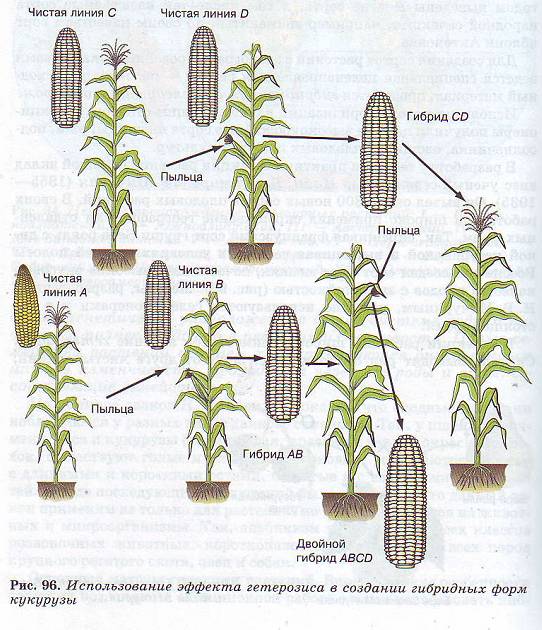 Методы селекции растений