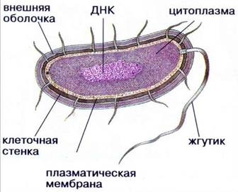 Будова клітини прокаріота